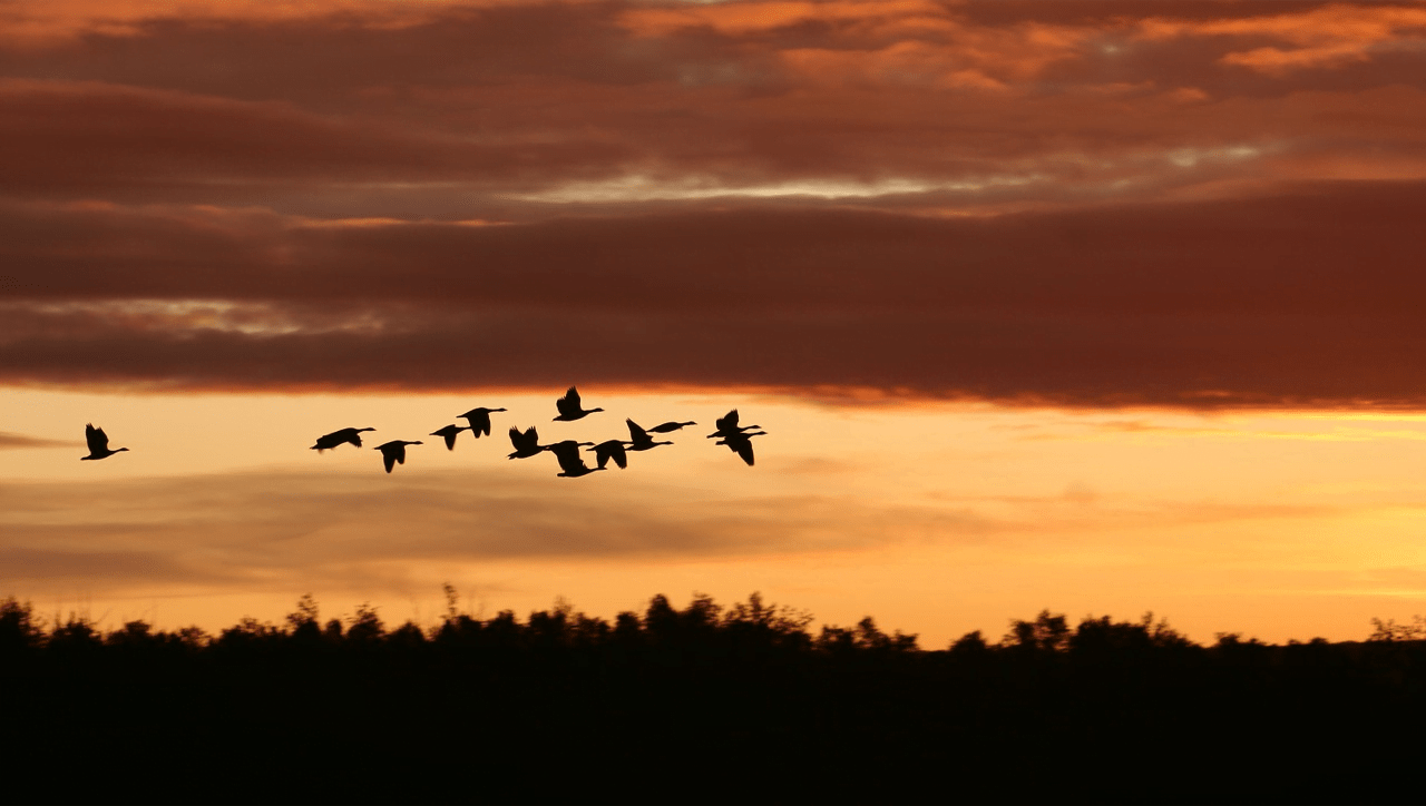 Learning management system: migrating to a new one